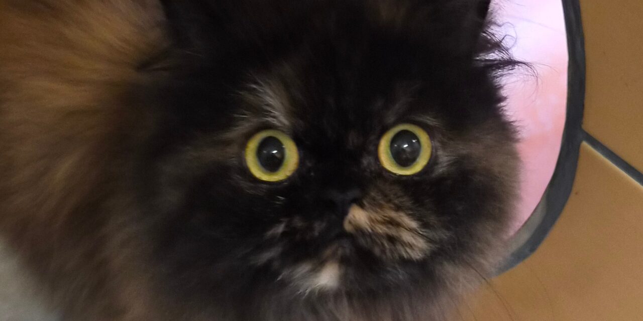 Fluffy