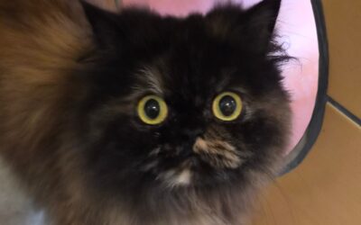 Fluffy