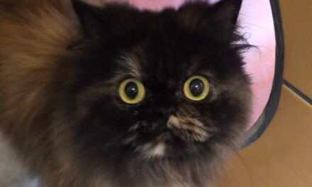 Fluffy