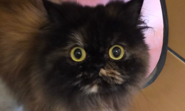 Fluffy
