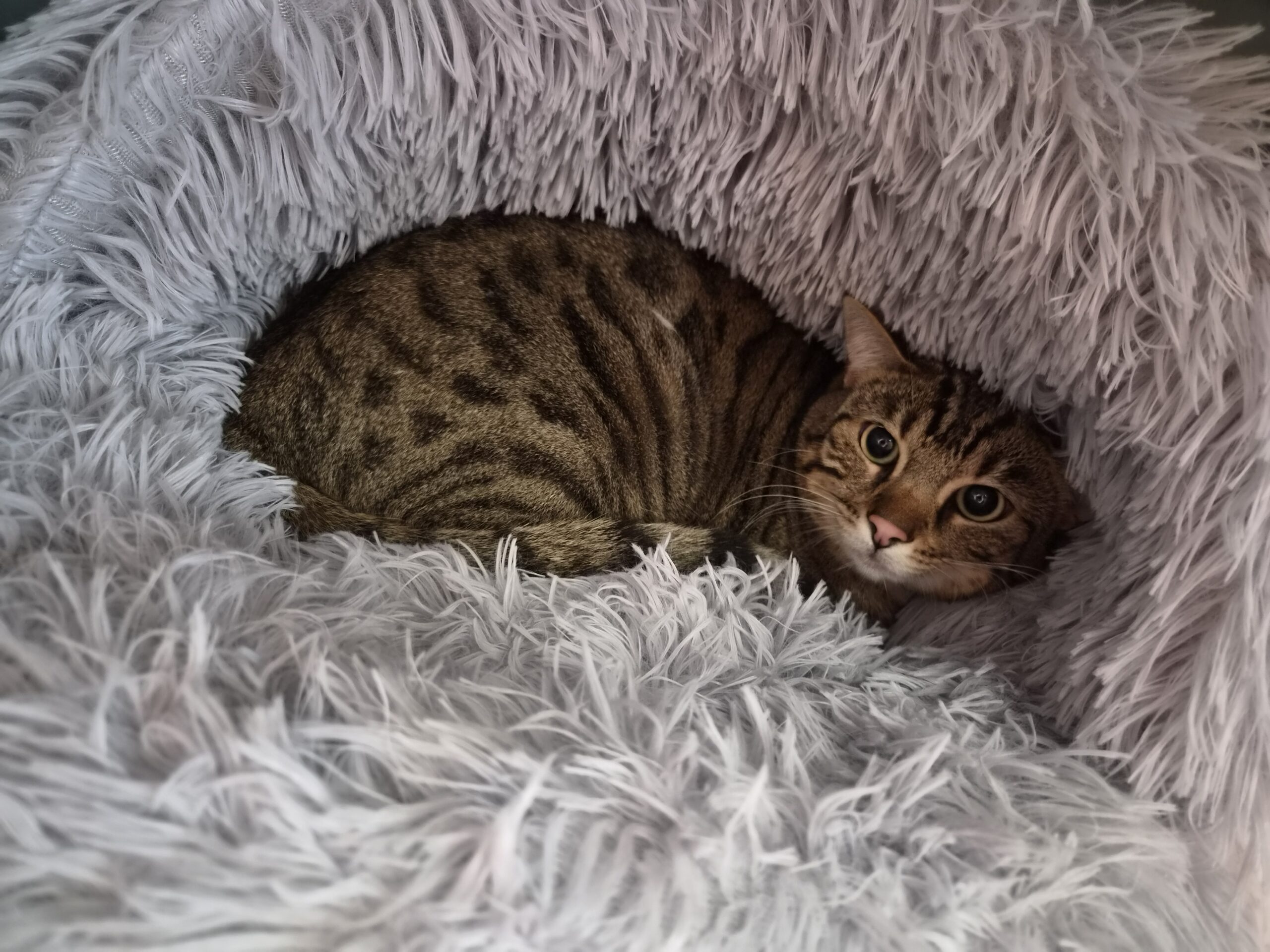 Katze Frieda