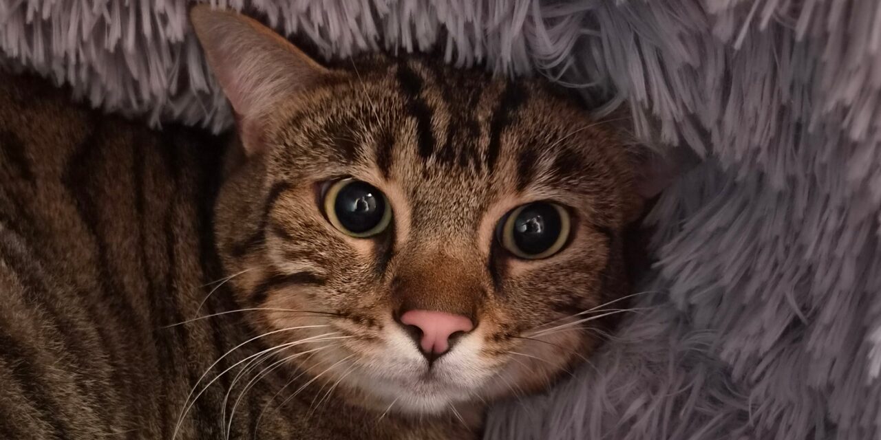 Frieda und Whisky