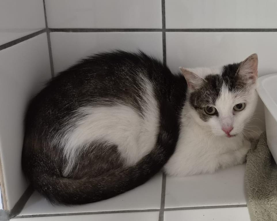 Katze Geseke 18