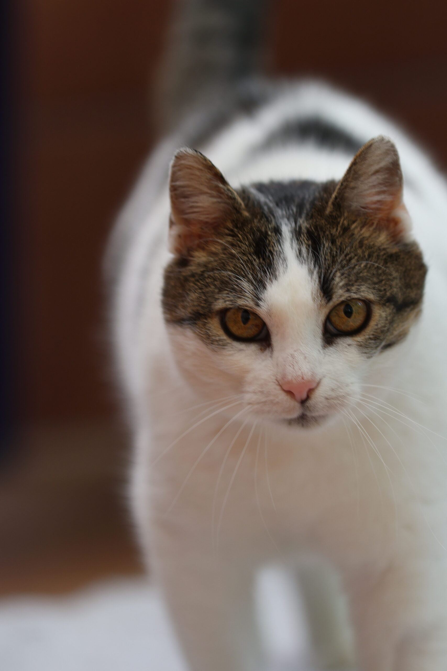 Katze Lisa2