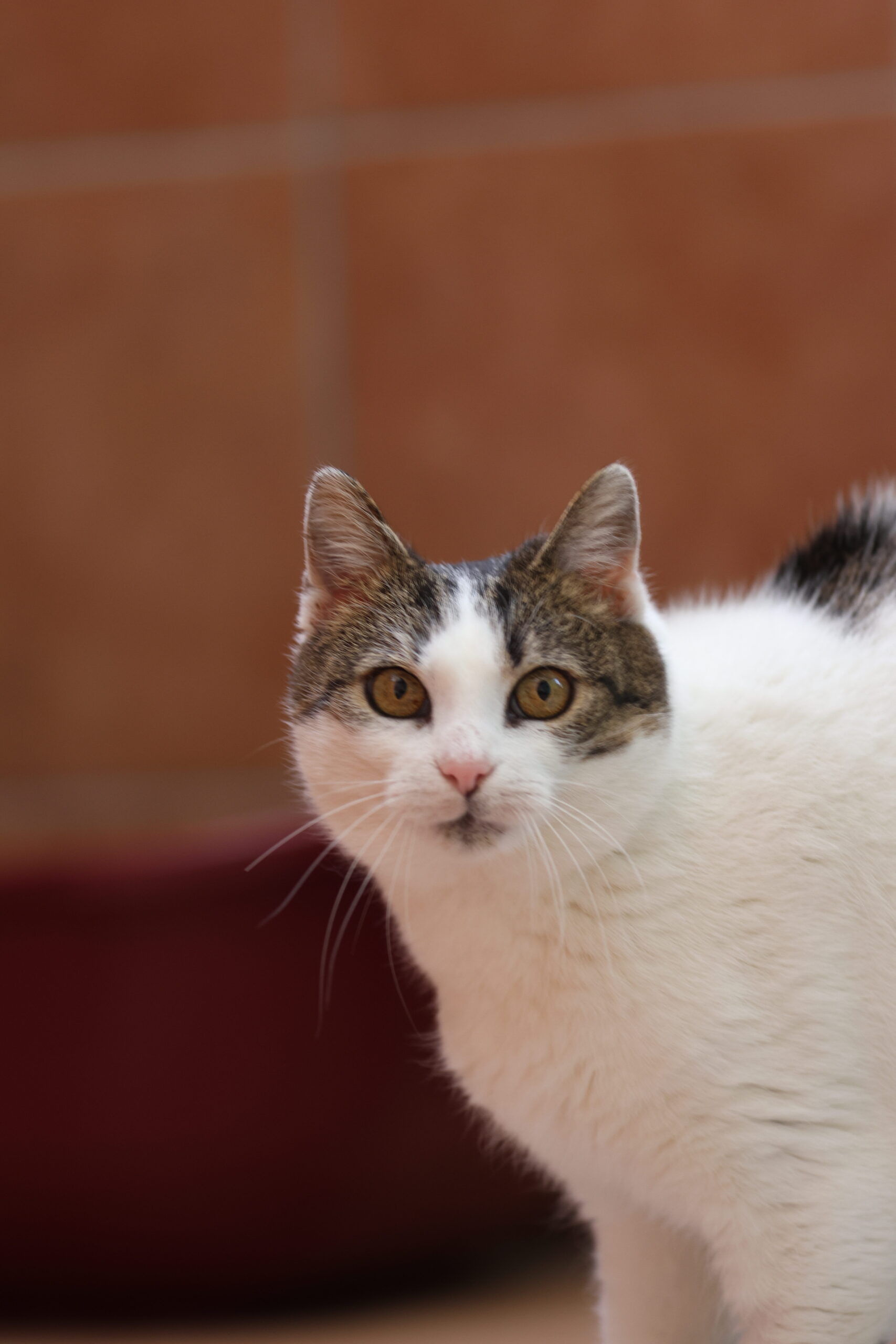 Katze Lisa3