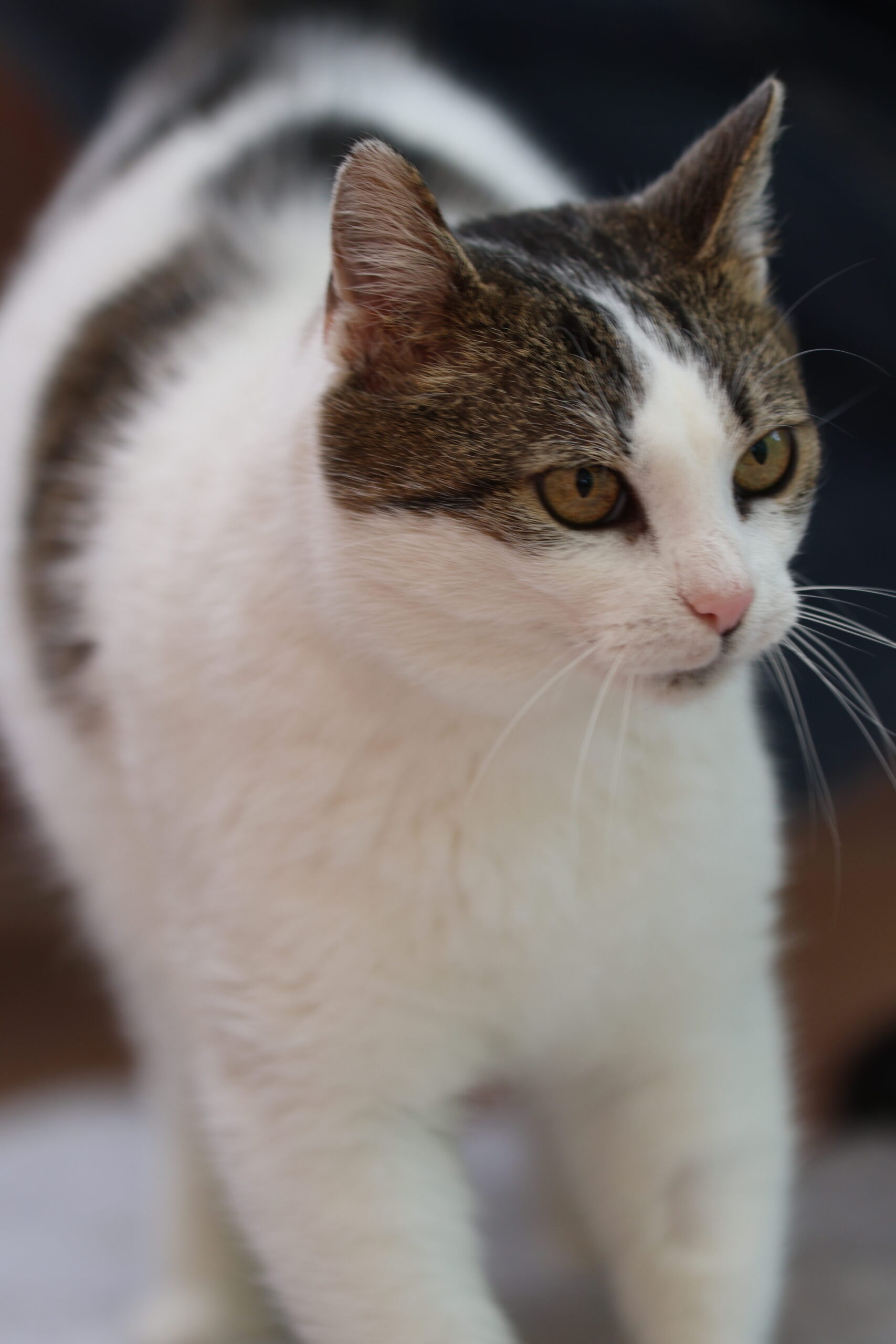 Katze Lisa4
