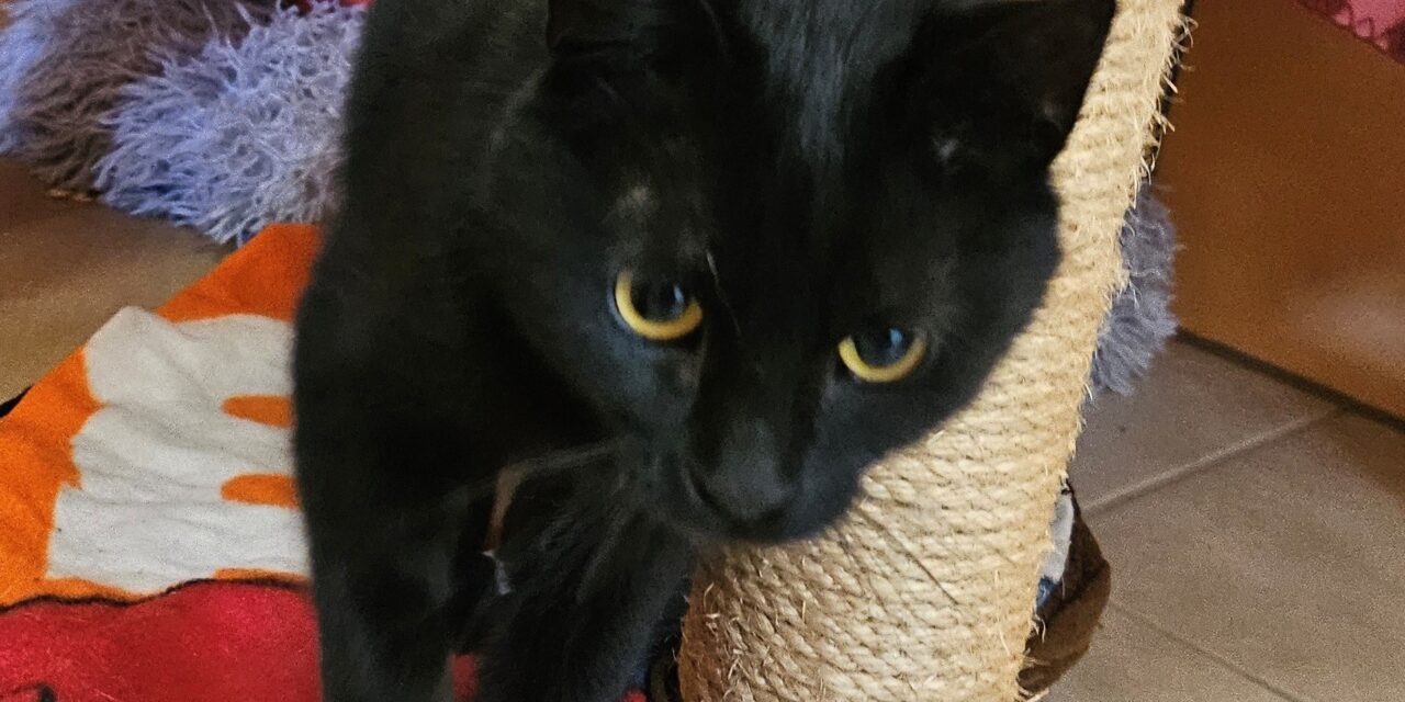 Maggie