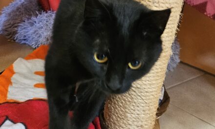Maggie