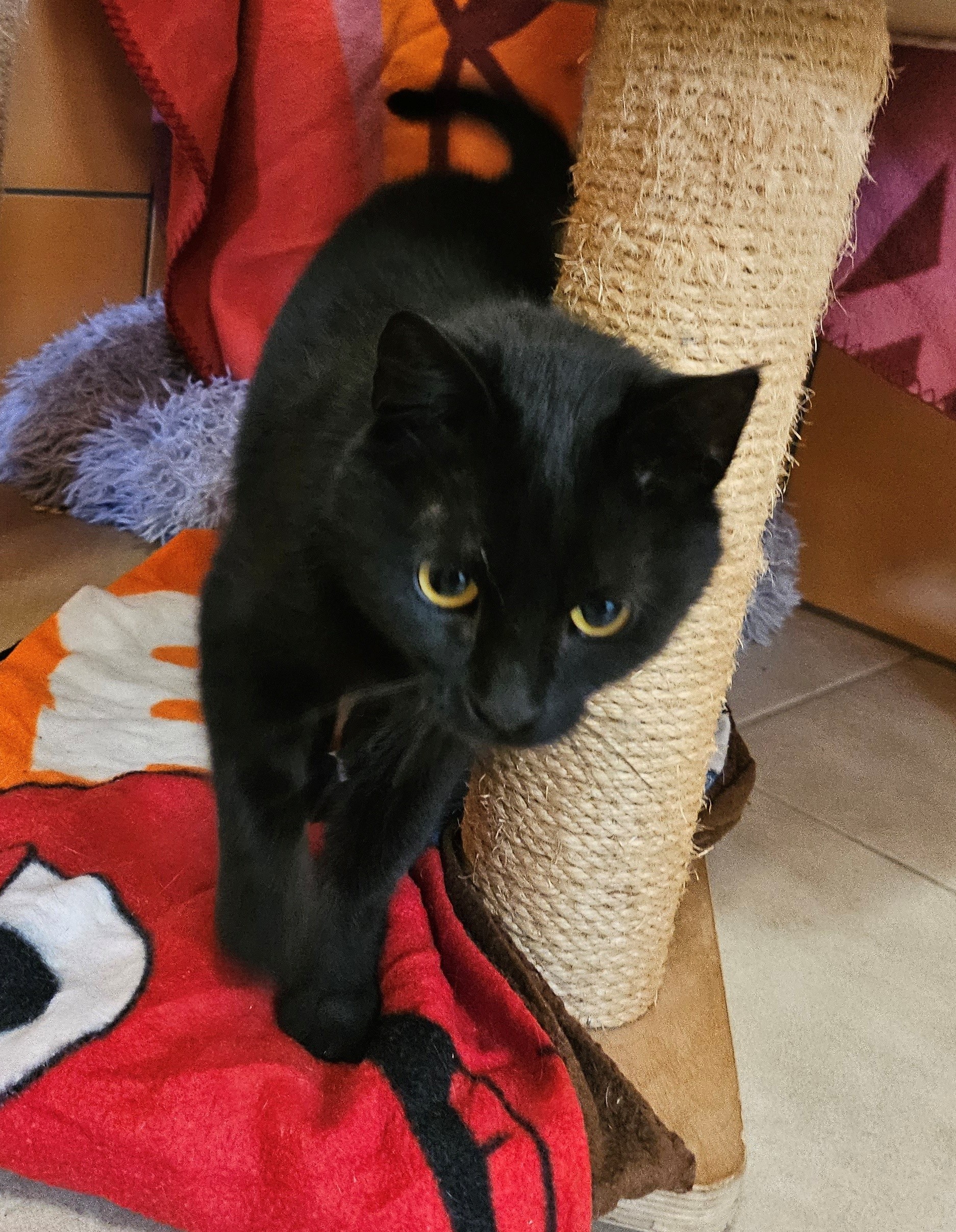 Katze Maggie