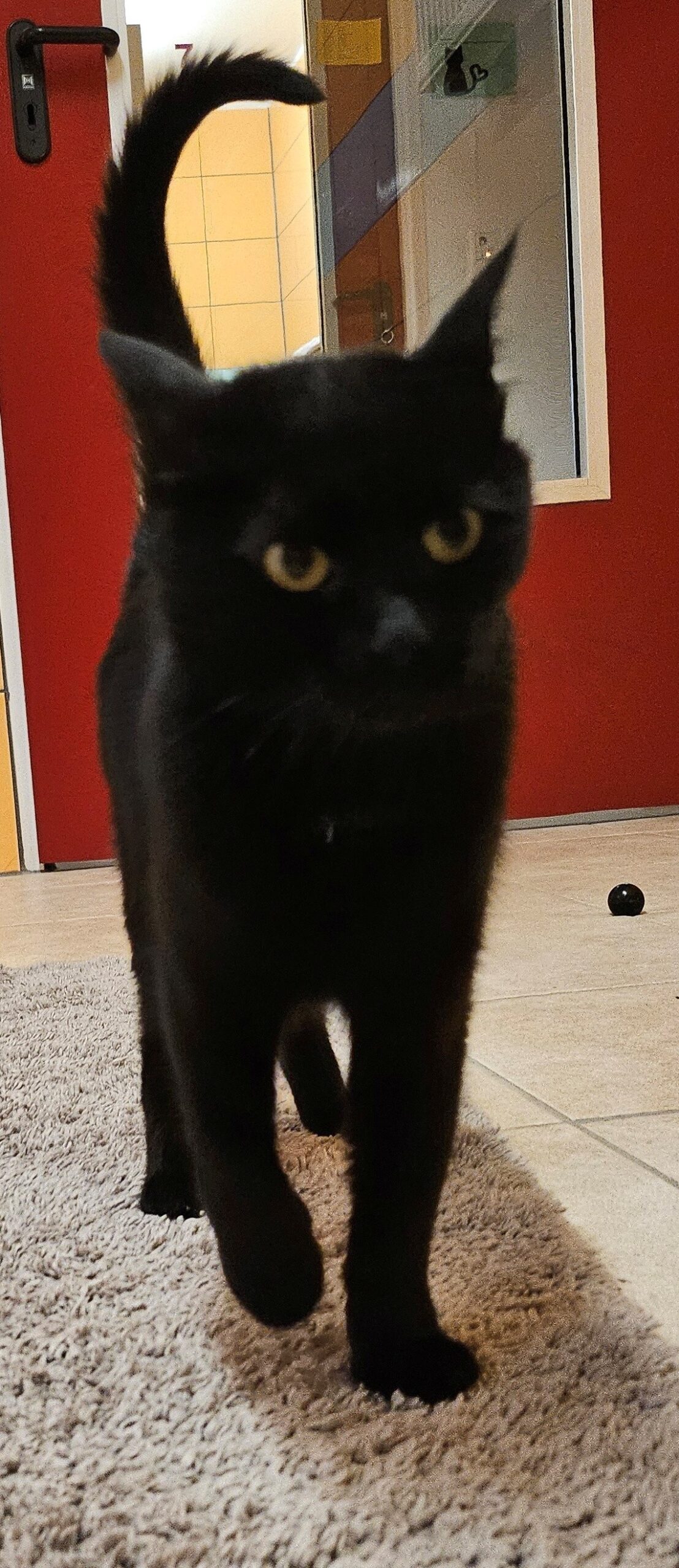 Katze Maggie1