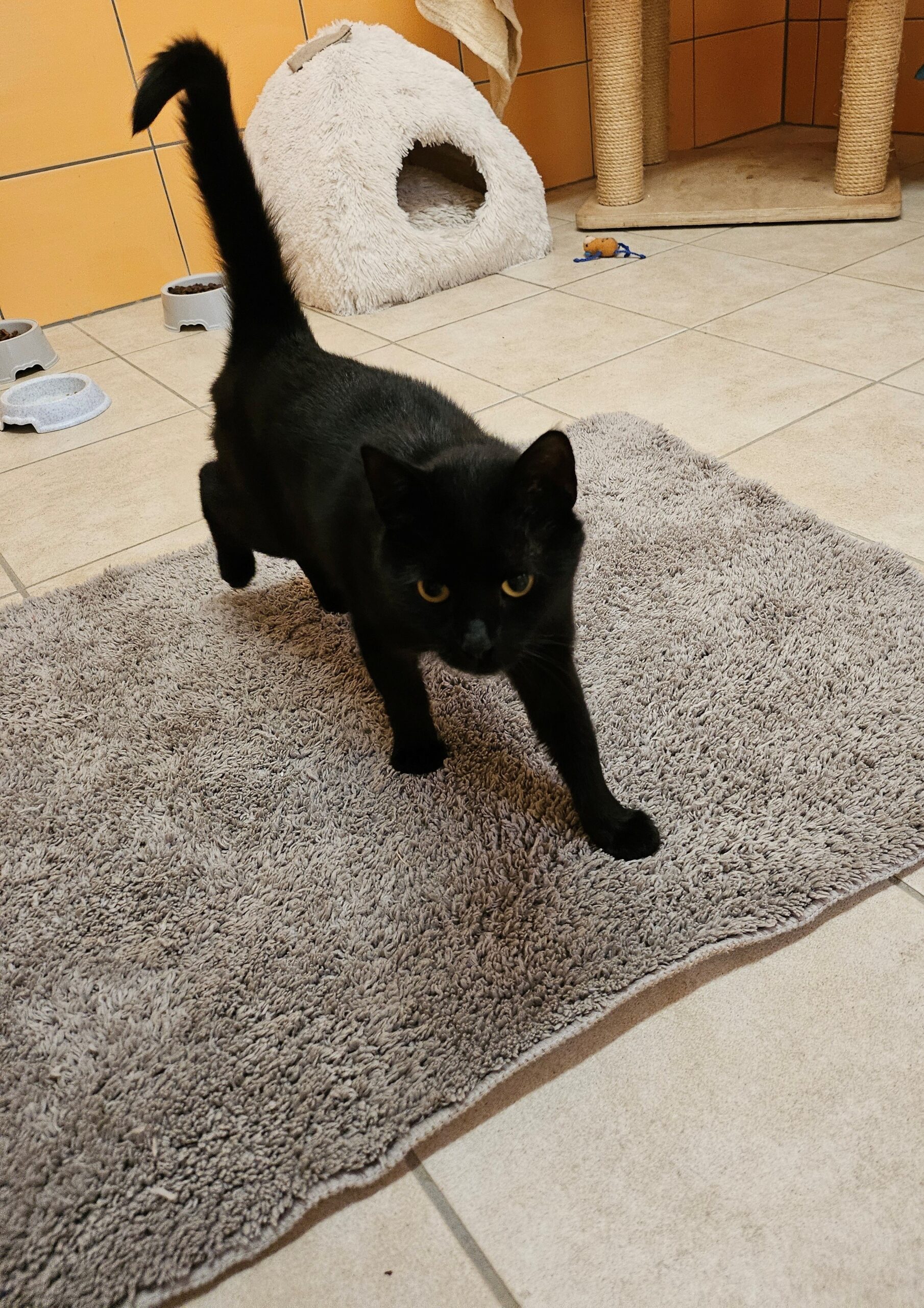 Katze Maggie3