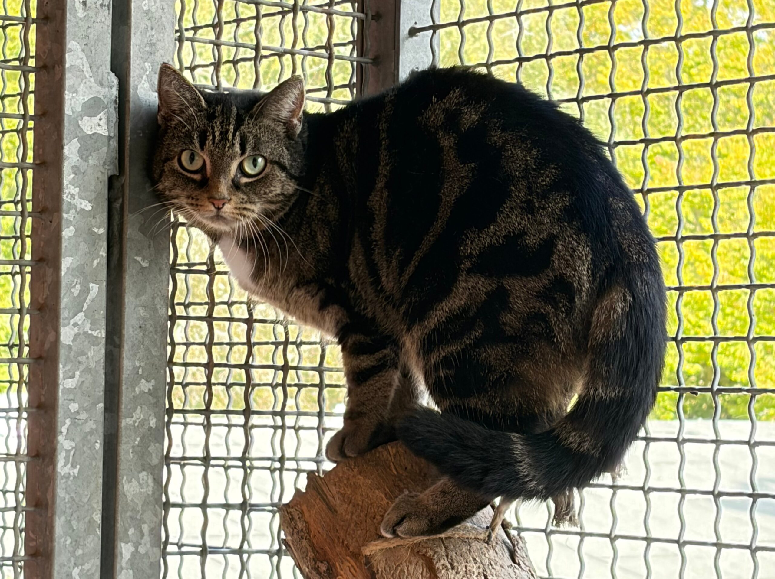 Katze Maja