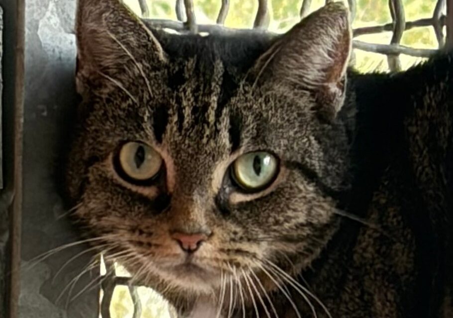 Maja