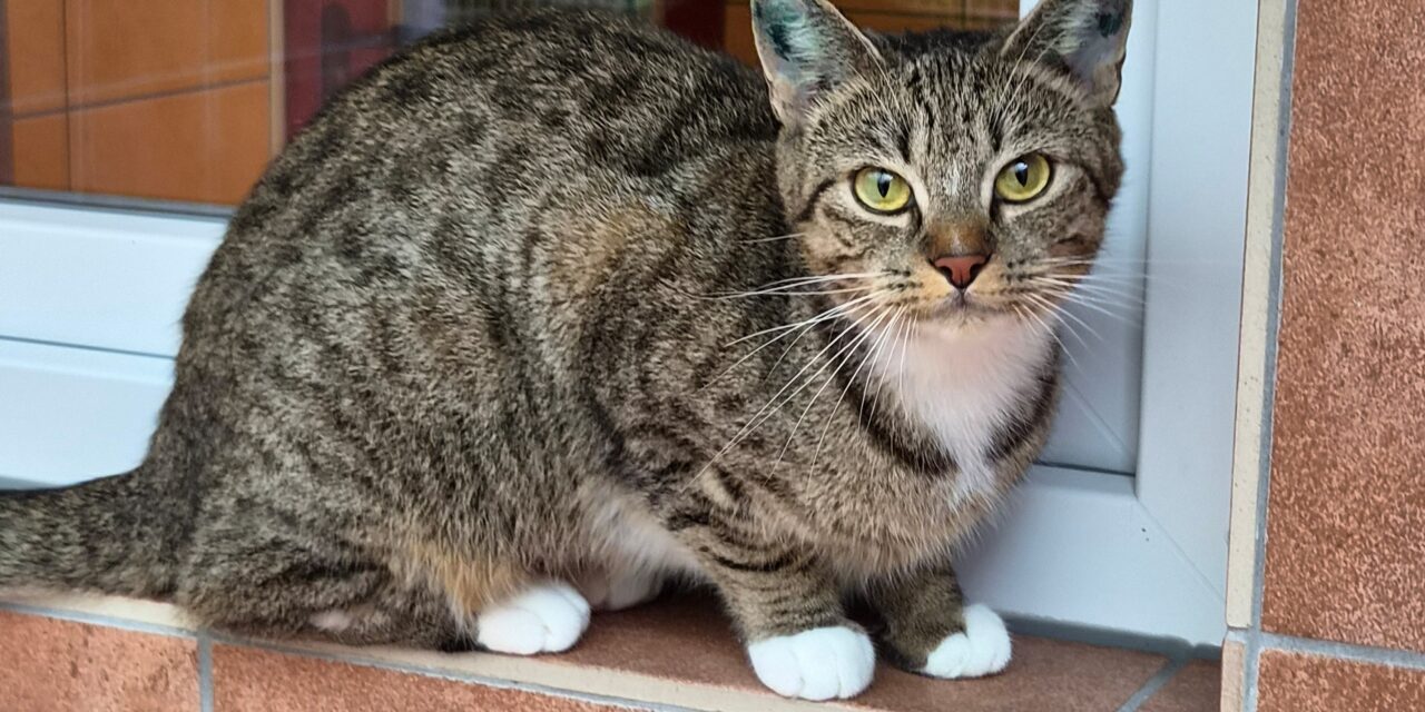 Melisa