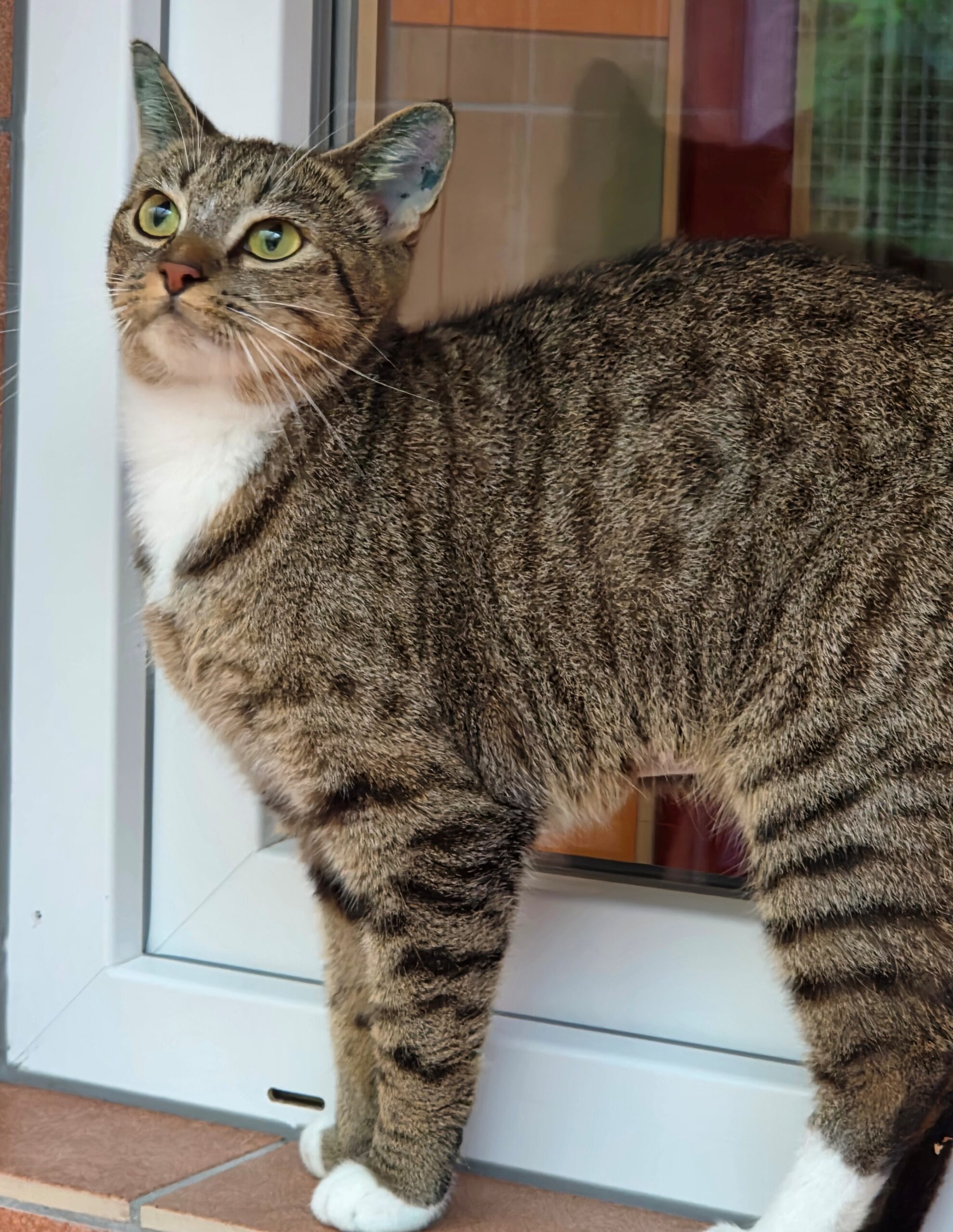 Katze Melisa1