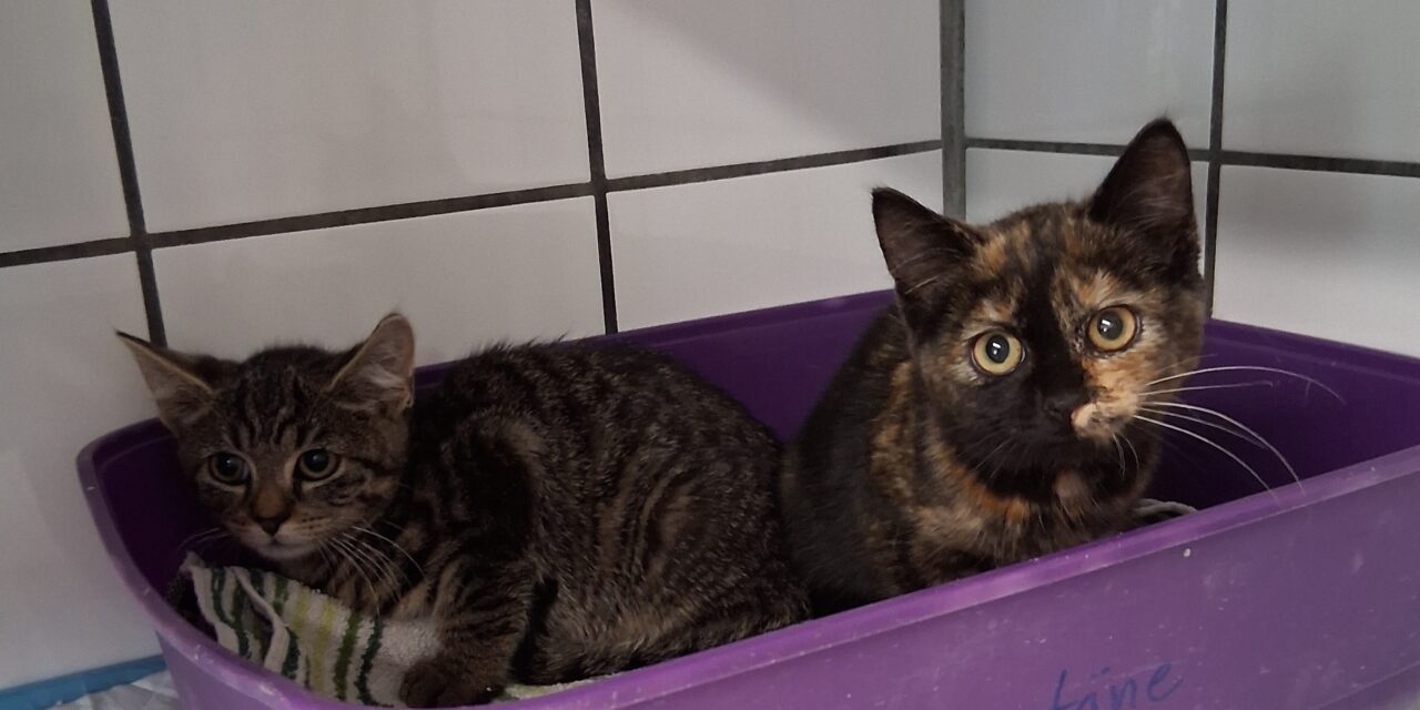 Zora und Zoltan