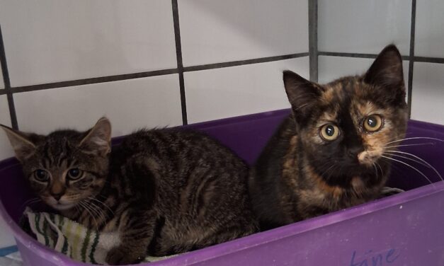Zora und Zoltan