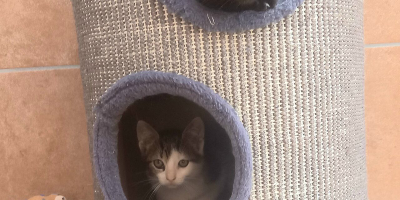 Ricky und Rico