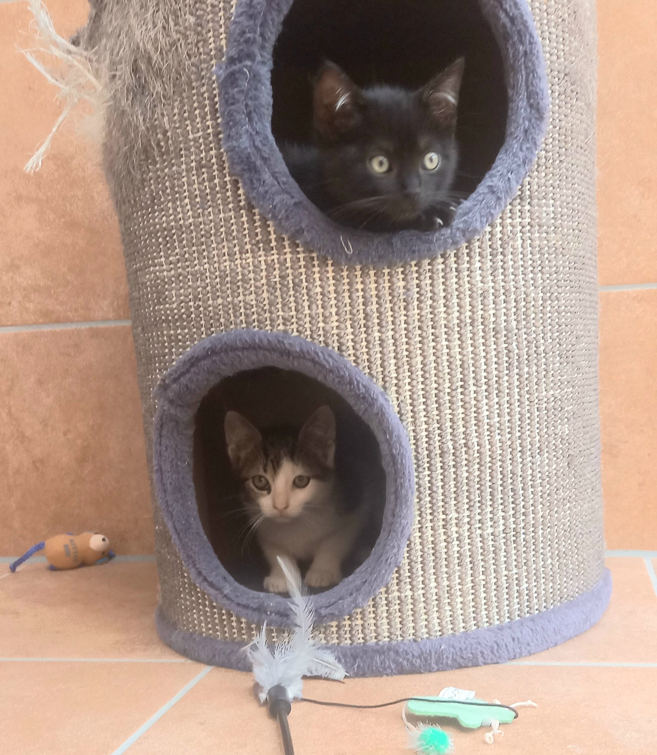 Katzen Ricky und Rico