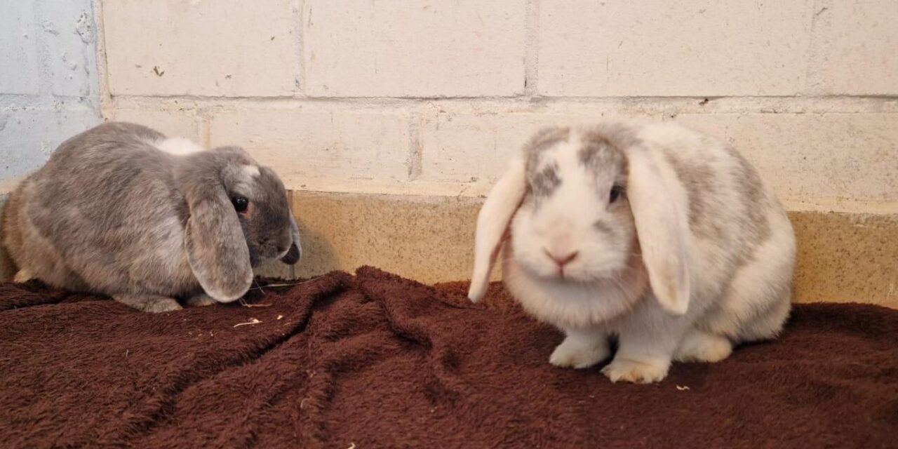 Max und Lisa