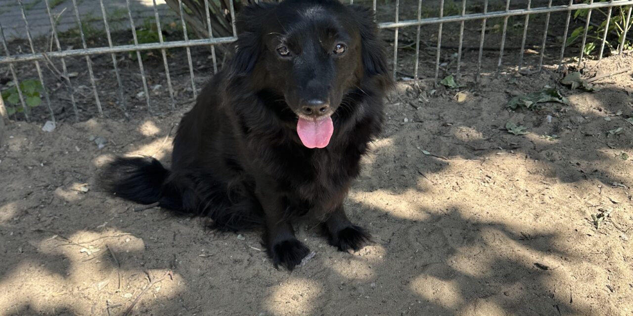 Luna (und Maja)