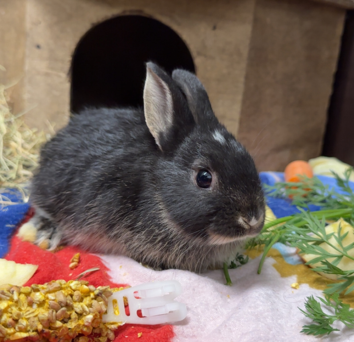 CjUKMVNuYXBjaGF0LzEzLjY0LjMuMCAoaVBob25lMTUsMjsgaU9TIDI2LjAuMTsgZ3ppcCkgAg==