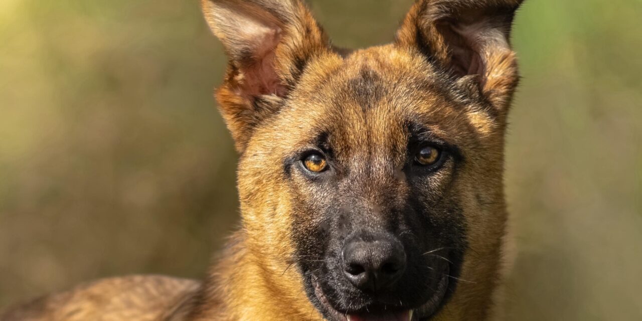 Malinois-Junghunde suchen ein Zuhause
