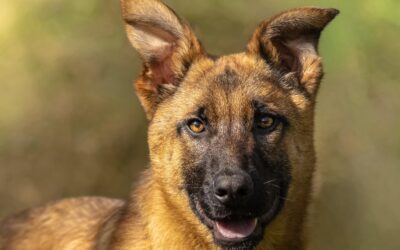 Malinois-Junghunde suchen ein Zuhause