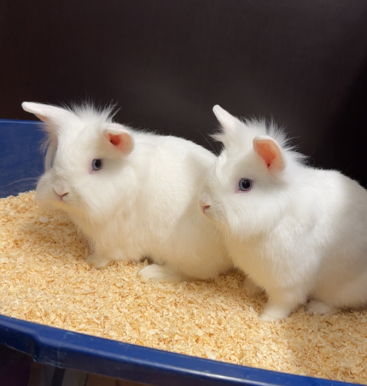 CjUKMVNuYXBjaGF0LzEzLjY0LjMuMCAoaVBob25lMTUsMjsgaU9TIDI2LjAuMTsgZ3ppcCkgAg==