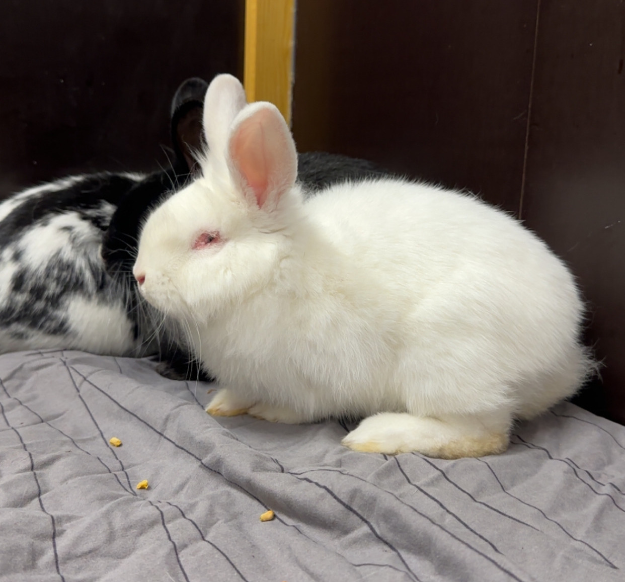 CjUKMVNuYXBjaGF0LzEzLjY0LjMuMCAoaVBob25lMTUsMjsgaU9TIDI2LjAuMTsgZ3ppcCkgAg==