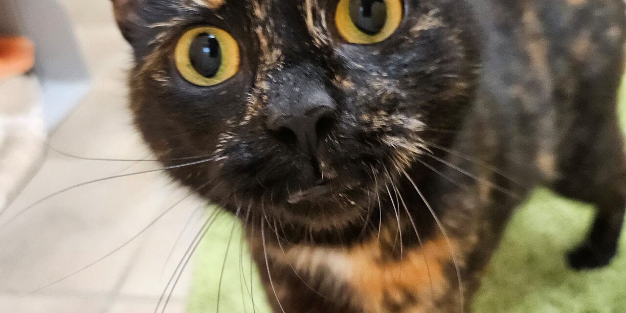Minnie