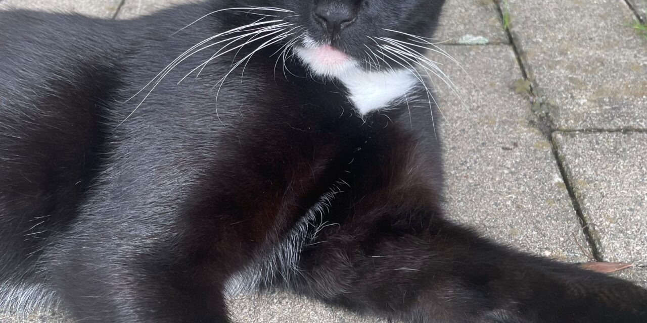 Monty