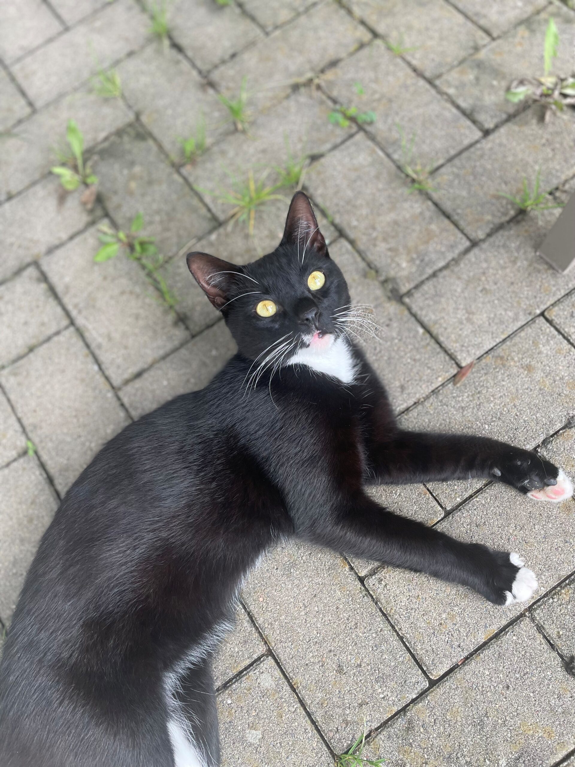 Monty2