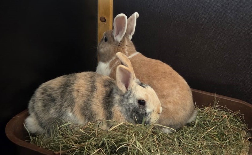 Zwergkaninchen suchen ein Zuhause