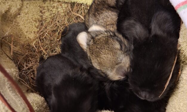 Baby-Riesen