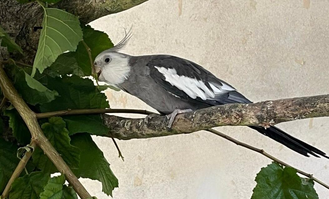 Nymphensittich Kai glücklich