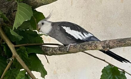 Nymphensittich Kai glücklich