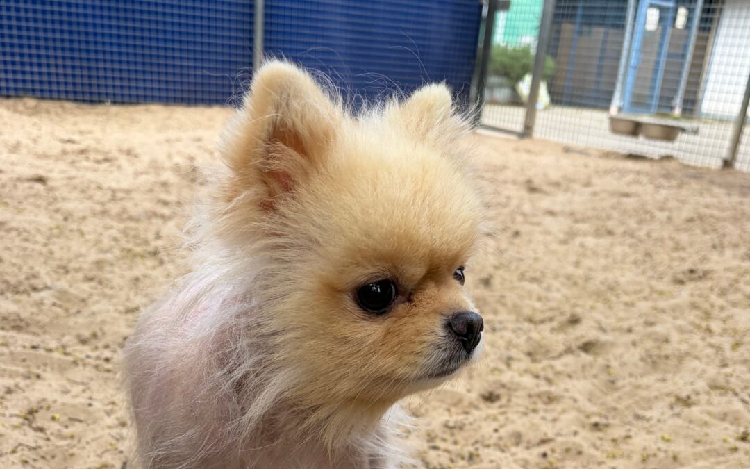Chico