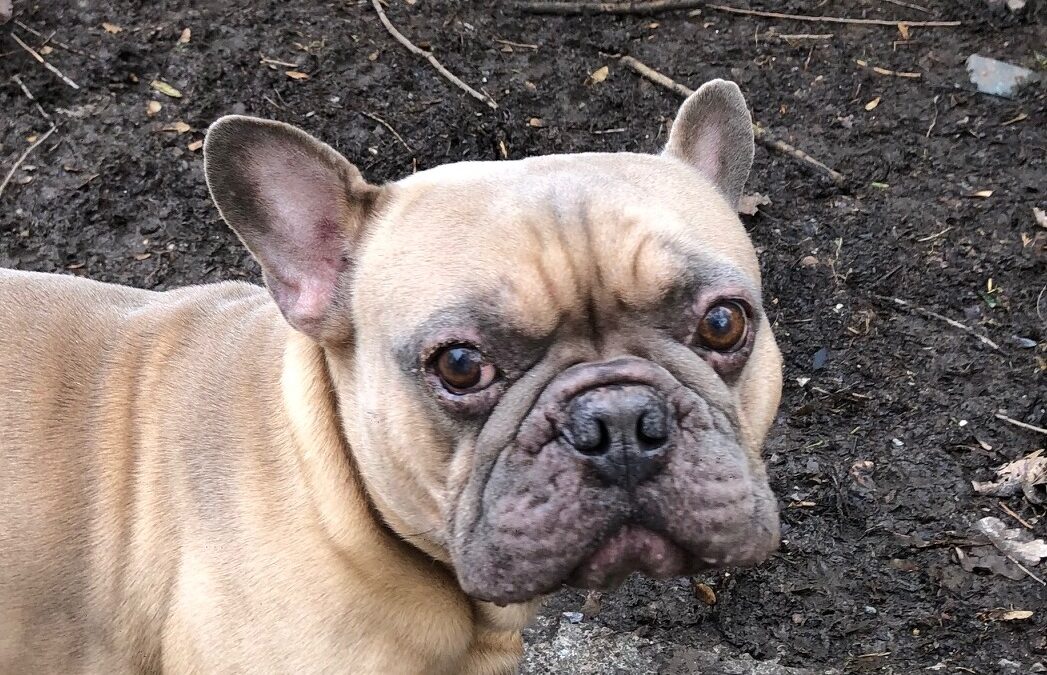 Cooper ( reserviert )