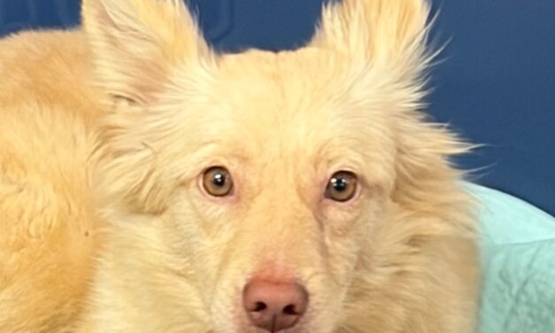 Fynn