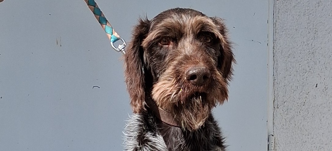 Hugo
