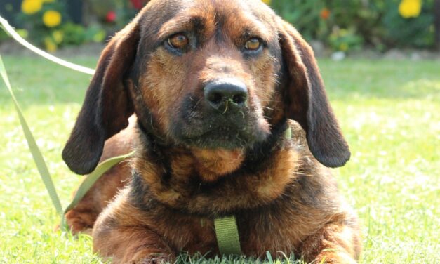 Louis ( reserviert )