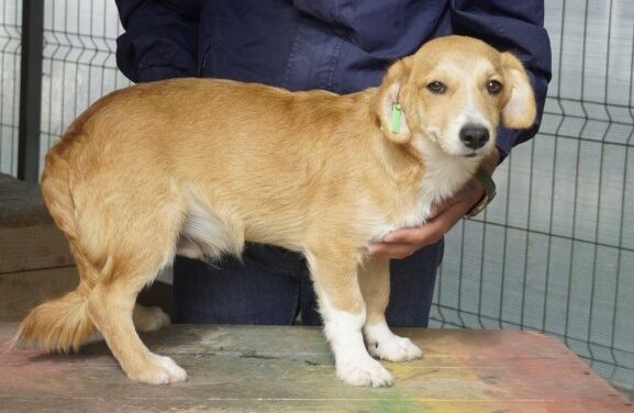 Kleine Hunde warten auf liebe Menschen