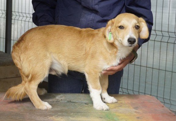 Kleine Hunde warten auf liebe Menschen