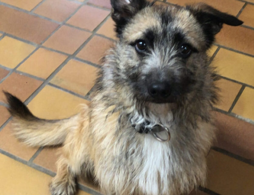 Rudi