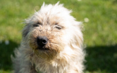 Teddy (gerne mit Heidi)