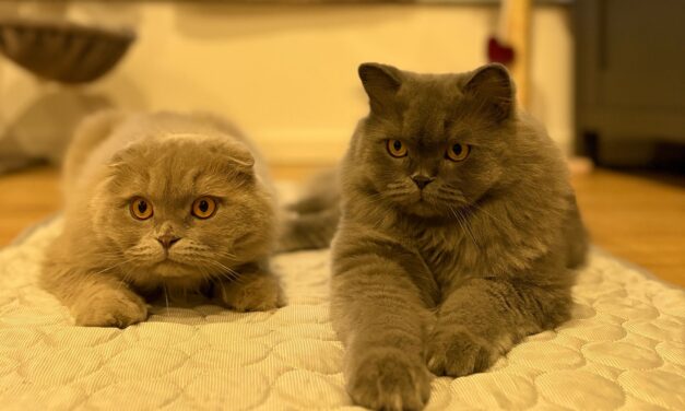Harry und Draco