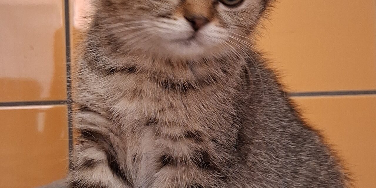 Scottish Fold Kätzchen