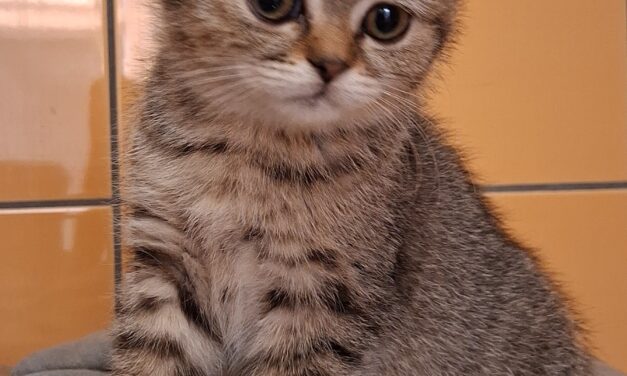 Scottish Fold Kätzchen