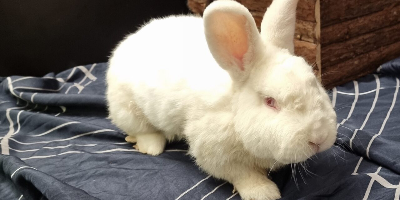 Snowball